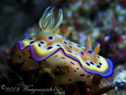 Chromodoris kuniei nudibranch at Gili Lawa Laut, Komodo (... by Marco Waagmeester 